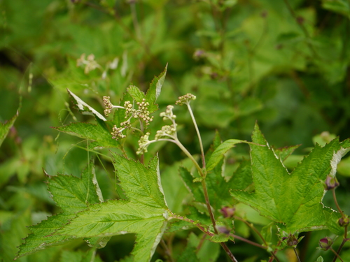 Filipendula vestita, photograph 4
