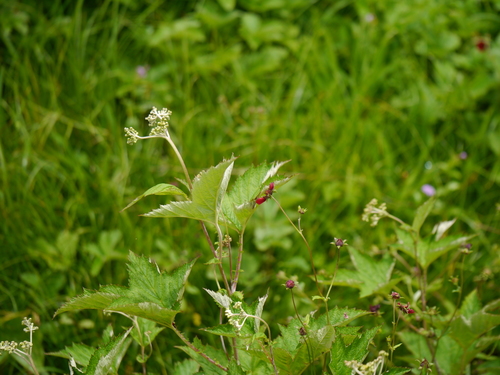 Filipendula vestita, photograph 5