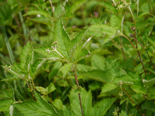 Filipendula vestita, photograph 6