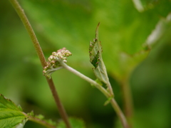 Filipendula vestita