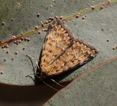 Dichromodes rufula