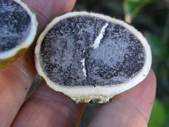 Scleroderma flavidum macrosporum