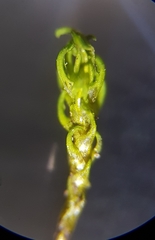 Trichostomum crispulum