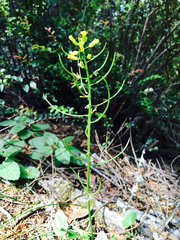 Barbarea orthoceras