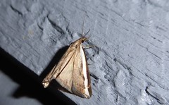 Orocrambus flexuosellus