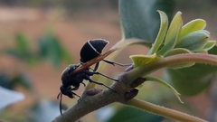 Ropalidia merina
