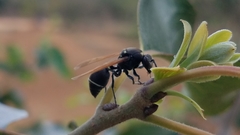 Ropalidia merina