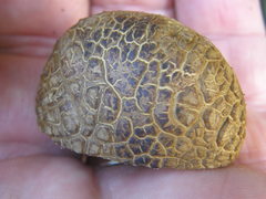 Scleroderma flavidum macrosporum