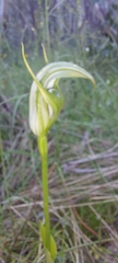 Pterostylis alpina