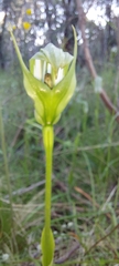 Pterostylis alpina