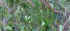 Pterostylis alpina