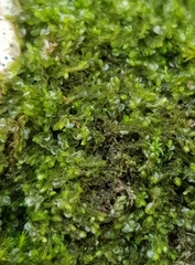 Jungermannia atrovirens