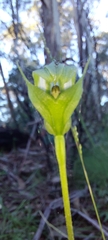 Pterostylis alpina