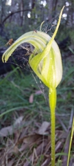 Pterostylis alpina