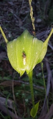 Pterostylis alpina