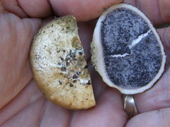 Scleroderma flavidum macrosporum