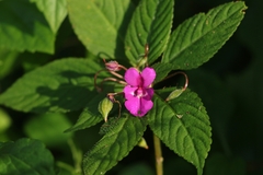 Impatiens santisukii