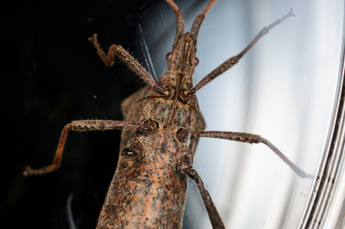 Eastern Leaf-footed Bug photo 3