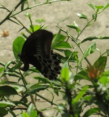 Papilio polymnestor