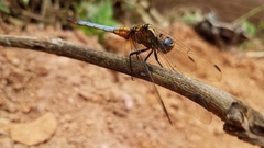Orthetrum azureum