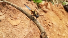 Orthetrum azureum