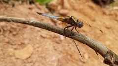 Orthetrum azureum