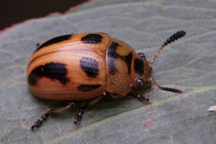 Calomela crassicornis