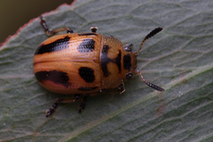 Calomela crassicornis