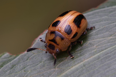 Calomela crassicornis