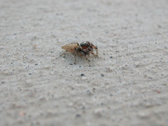 Colonus hesperus