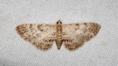 Sigilliclystis insigillata