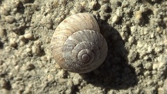 Gastropoda