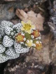 Crassula corallina