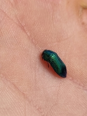 Acmaeodera viridaenea