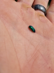 Acmaeodera viridaenea