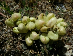 Astragalus pomonensis