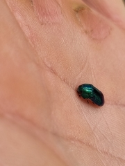 Acmaeodera viridaenea