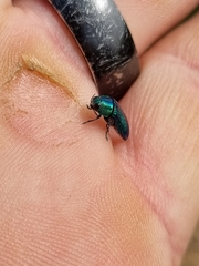 Acmaeodera viridaenea