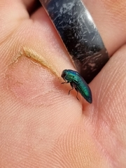 Acmaeodera viridaenea