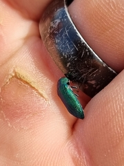 Acmaeodera viridaenea