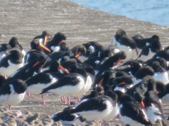 Haematopus ostralegus