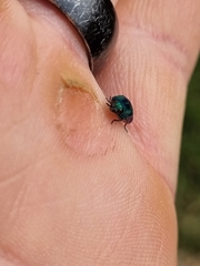 Acmaeodera viridaenea