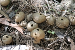 Lycoperdon scabrum