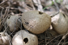 Lycoperdon scabrum