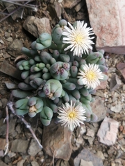 Mesembryanthemum resurgens