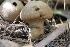 Lycoperdon scabrum