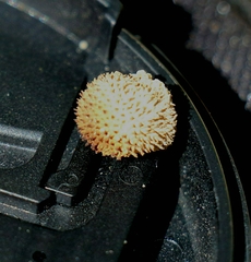 Lycoperdon scabrum