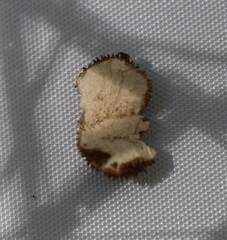 Lycoperdon scabrum