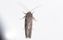 Leptocroca asphaltis