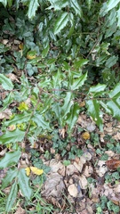 Berberis aquifolium
